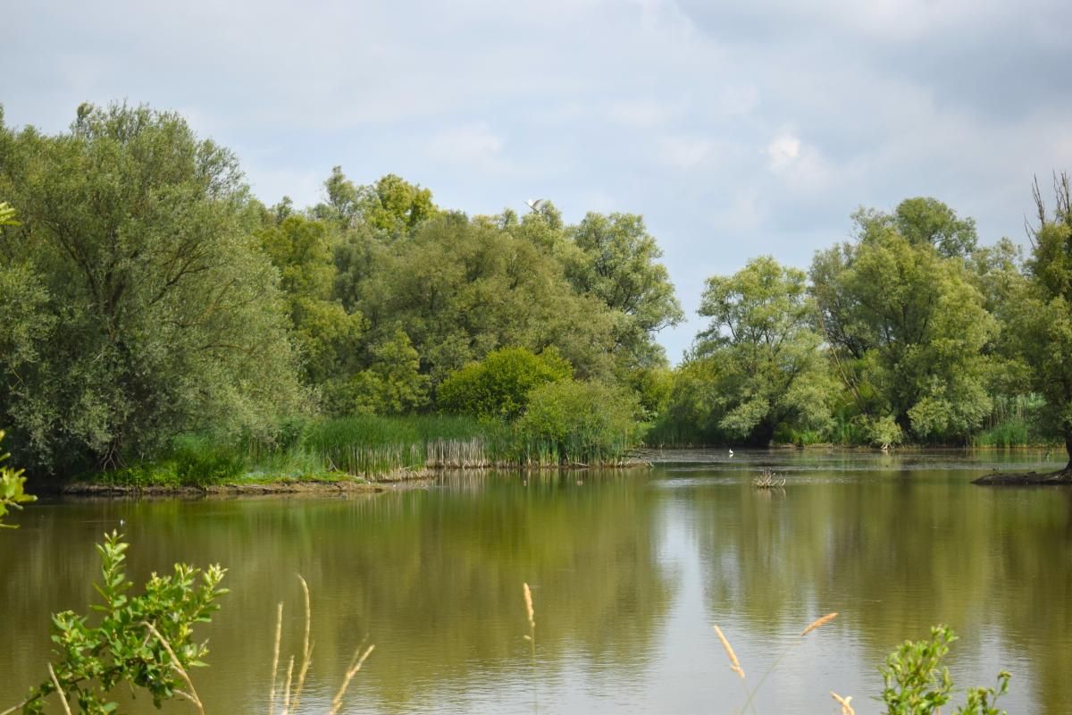 Maneswaard - natuurontwikkeling.jpg