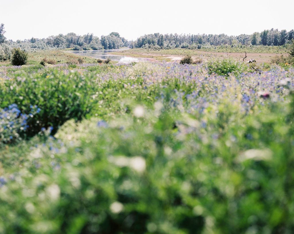 Natuur in de Millingerwaard